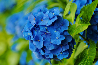обоя цветы, гортензия, синий