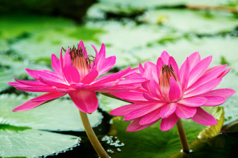 Картинка цветы лилии+водяные +нимфеи +кувшинки озеро водяные кувшинки листики