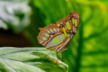 Картинка животные бабочки узоры цвета крылья макро