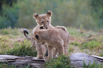 Картинка животные львы парочка малыши львята