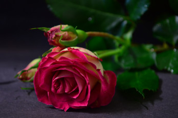 Картинка цветы розы цветок роза бутоны