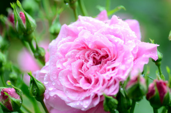 Картинка цветы розы цветок роза цветение капельки росинки