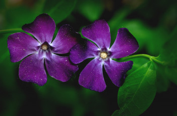 Картинка цветы барвинок фиолетовый