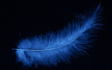 Картинка разное перья черный фон голубое