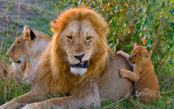 обоя животные, львы, семья