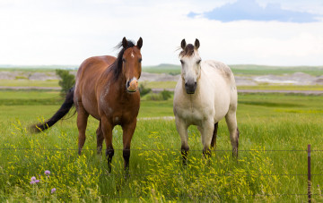 Картинка животные лошади луг пара