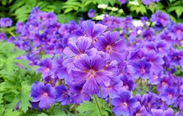 Картинка цветы герань фиолетовый