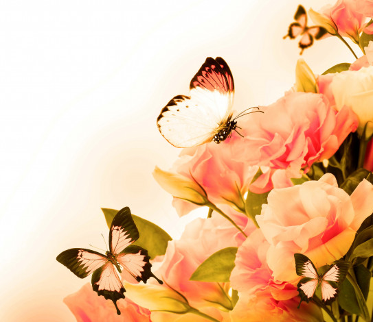 Обои картинки фото разное, компьютерный дизайн, бабочки, кремовые, розы