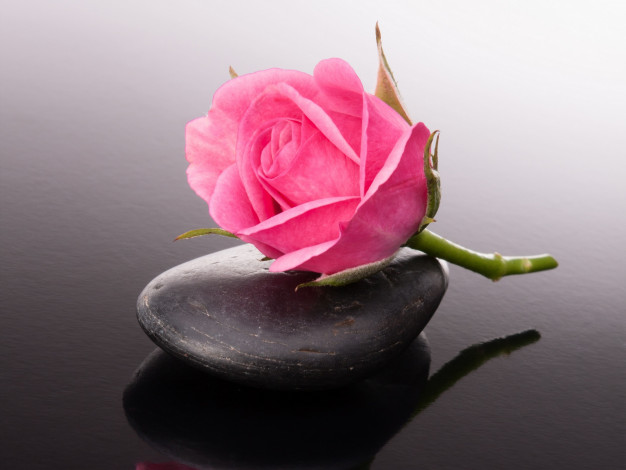 Обои картинки фото цветы, розы, капли, бутон, камни, роза