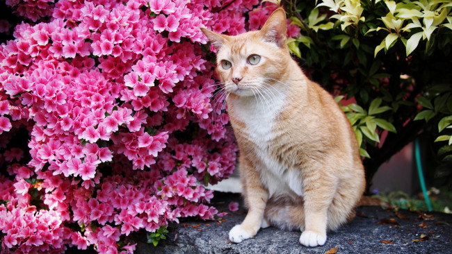 Обои картинки фото животные, коты, цветы, цветущий, кустарник, рыжий, котик