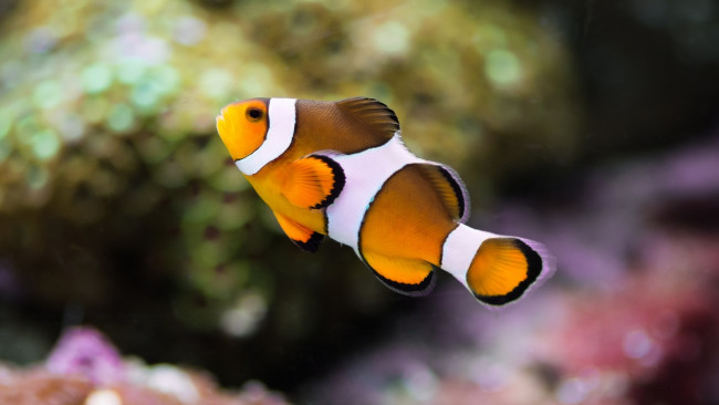 Обои картинки фото животные, рыбы, аквариум, цвета, макро, полосатая, рыбка