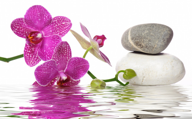 Обои картинки фото цветы, орхидеи, вода, орхидея, спа, камни