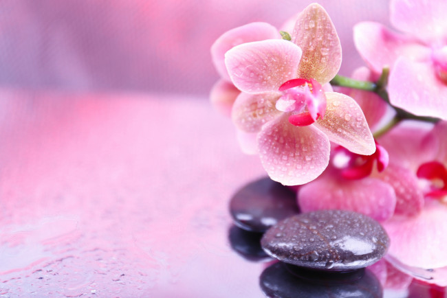 Обои картинки фото цветы, орхидеи, орхидея, droplets, spa, stones, orchid, flowers, спа, камни, капельки