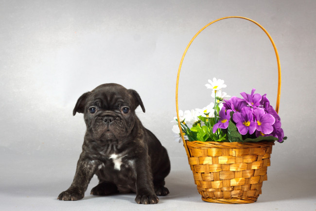 Обои картинки фото животные, собаки, цветы, щенок