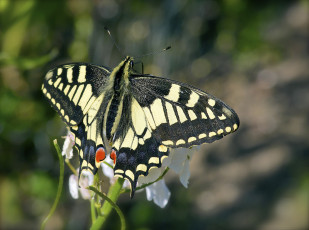 Картинка животные бабочки +мотыльки +моли макро бабочка крылья усики