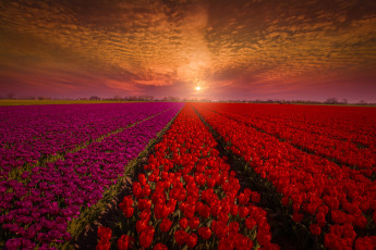 Картинка цветы тюльпаны бутоны красные небо закат природа голландия поле