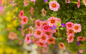 Картинка цветы петунии +калибрахоа петуния боке макро