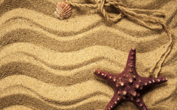 обоя разное, ракушки,  кораллы,  декоративные и spa-камни, beach, texture, sand, песок, starfish, marine, морская, звезда