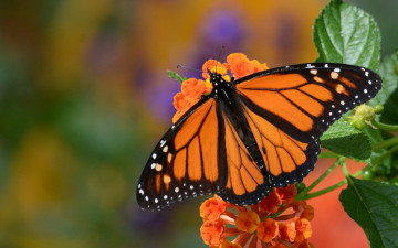 Картинка животные бабочки +мотыльки +моли макро цветок бабочка данаида монарх