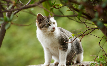 Картинка животные коты ветки котёнок кошка кот