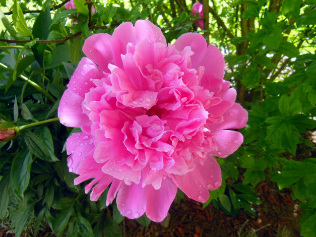 Обои картинки фото цветы, пионы, макро, капли, розовый