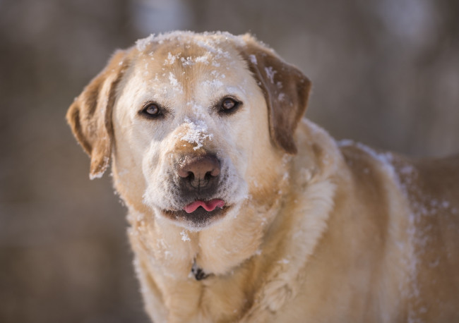 Обои картинки фото животные, собаки, снег, морда, пёс, собака, лабрадор-ретривер