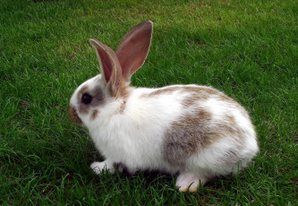 Картинка животные кролики +зайцы лужайка трава кролик