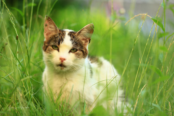 Картинка животные коты трава лето кот