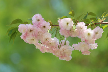 Картинка цветы цветущие+деревья+ +кустарники фон цветки цветение ветка макро вишня сакура