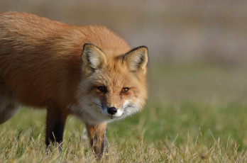 Картинка животные лисы взгляд лиса морда лисица