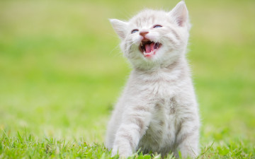 Картинка животные коты котёнок малыш пискля