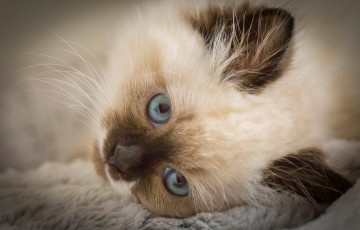 Картинка животные коты котёнок мордочка голубые глаза взгляд