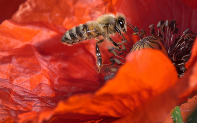 Обои картинки фото животные, пчелы,  осы,  шмели, цветок, мак, пчела, насекомое, макро