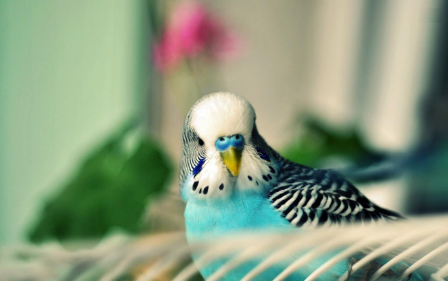 Обои картинки фото животные, попугаи, волнистый, голубой, попугай, прутья