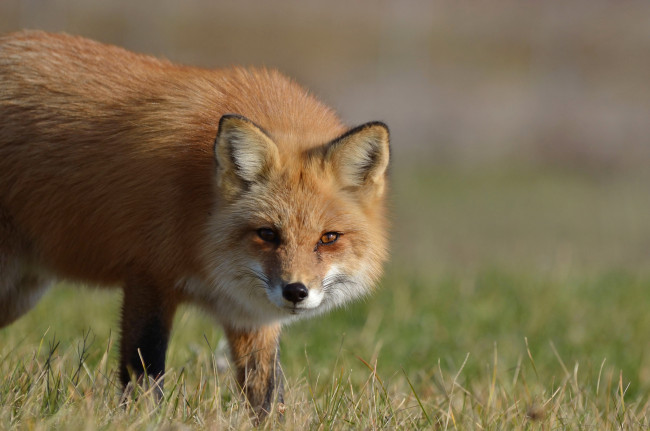 Обои картинки фото животные, лисы, взгляд, лиса, морда, лисица