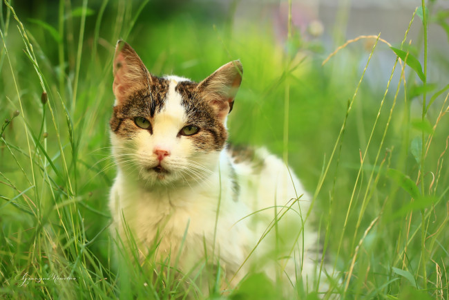 Обои картинки фото животные, коты, трава, лето, кот