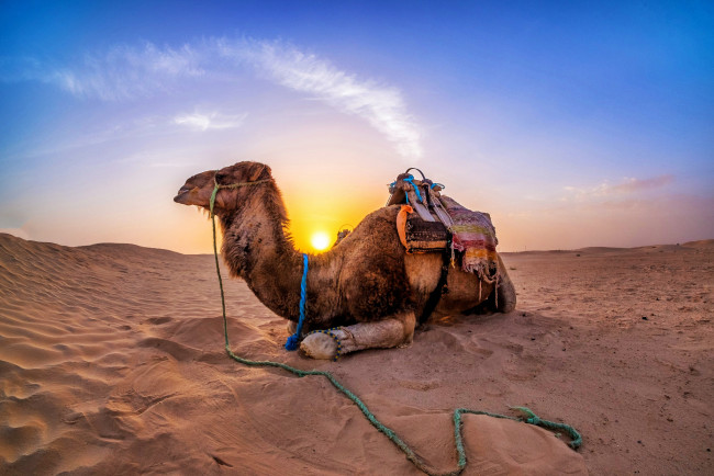 Обои картинки фото животные, верблюды, пустыня