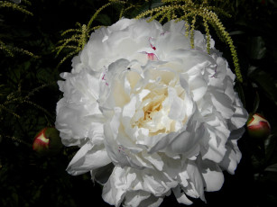 Картинка цветы пионы макро белый