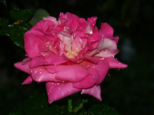 Картинка цветы розы розовый макро капли