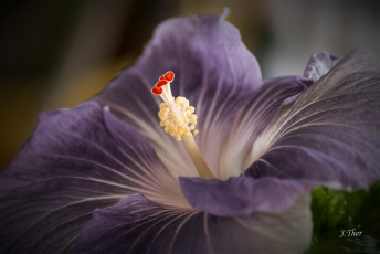 Картинка цветы гибискусы цветение ярко лепестки листики гибискус тычинки