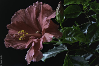 Картинка цветы гибискусы листики гибискус тычинки цветение ярко лепестки