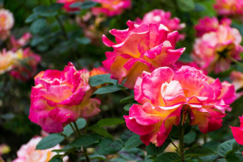 Картинка цветы розы розовый цветок