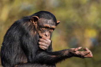 Картинка животные обезьяны задумчивость
