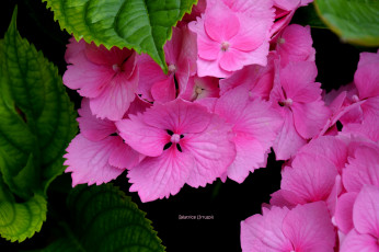 Картинка цветы гортензия цветение розовая