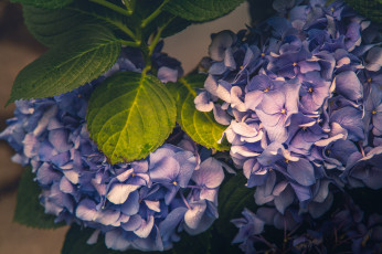Картинка цветы гортензия макро соцветия
