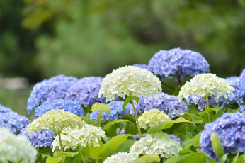 обоя цветы, гортензия, splendor, flowers, цветки, голубая, petals, пышность, лепестки, blue, hydrangea