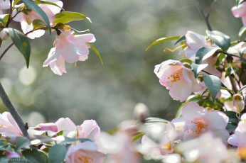 обоя цветы, камелии, shrubs, flowering, bud, цветение, бутон, листья, камелия, leaf, camellia, кустарник