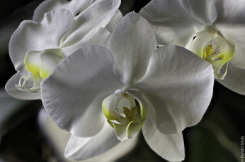 Картинка цветы орхидеи цветение лепестки яркая орхидея