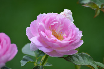 Картинка цветы розы роза листья лепестки цветение розовая