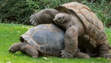 Картинка животные Черепахи трава двое